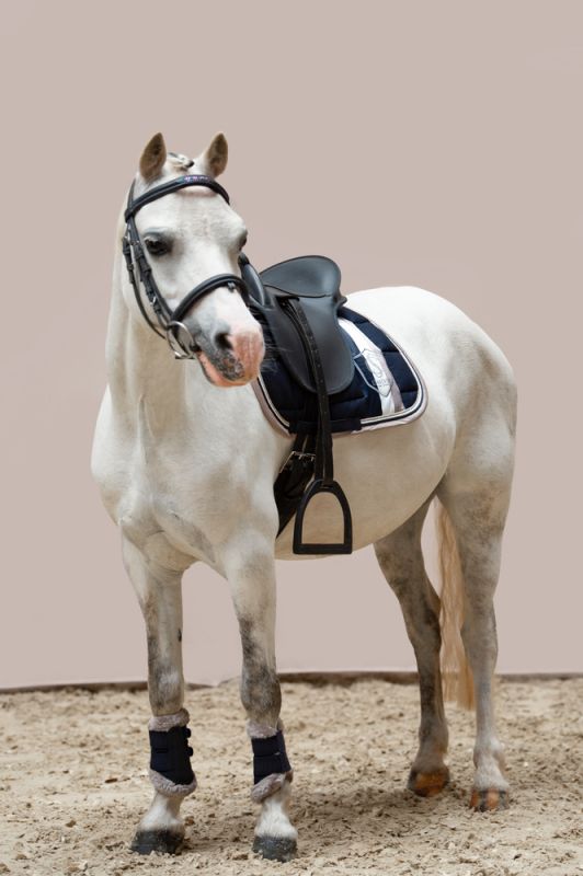 Pikeur BIG SQUARE COTTON Shetty Tiefpreis