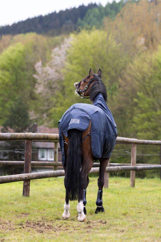 Pikeur BETA 80 Tiefpreis