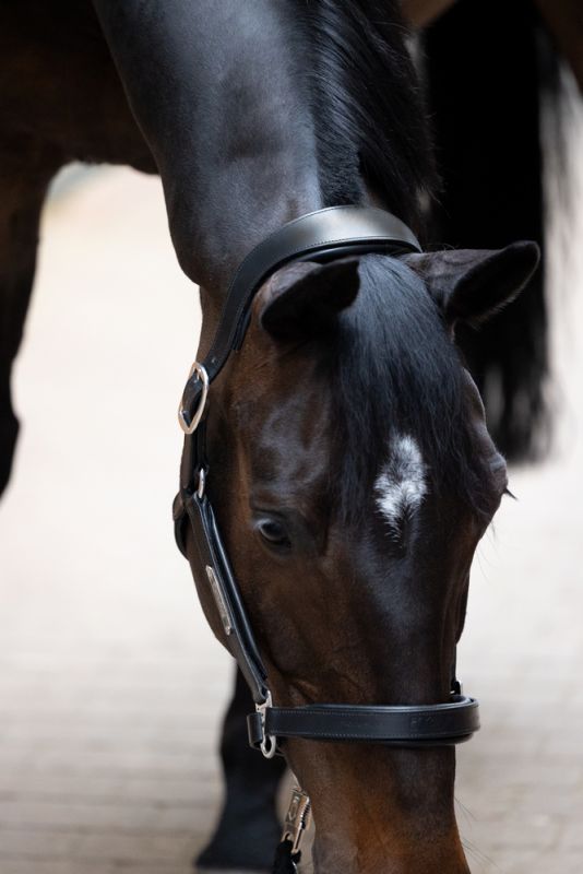 Pikeur LEATHER STALLION Sonderangebot der Fabrik