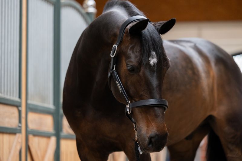 Pikeur LEATHER STALLION Sonderangebot der Fabrik