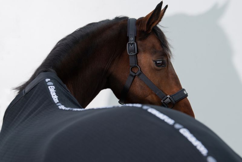 Pikeur Double-Pin Discount Store für neue Produkte