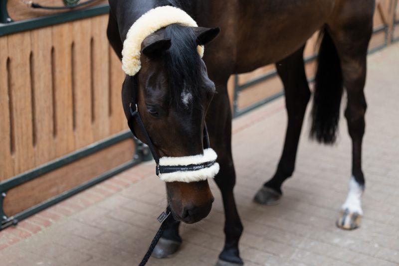 Pikeur LAMBSKIN PIN BUCKLE Super Rabatt
