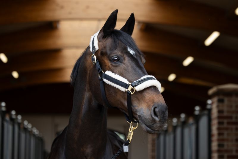 Pikeur EVO WOOL DOUBLEPIN Clearance-Verkauf
